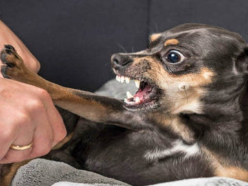 Agresividad y Reactividad en perros, ¿Qué hacer frente a estas conductas caninas?