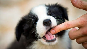 ¿Cómo educar a un cachorro/perro que muerde mucho?
