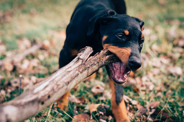 ¿Cómo controlar las mordidas de mi cachorro?