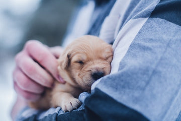 Primeros auxilios ¡Los pasos básicos que podrían salvar la vida de tu mascota!