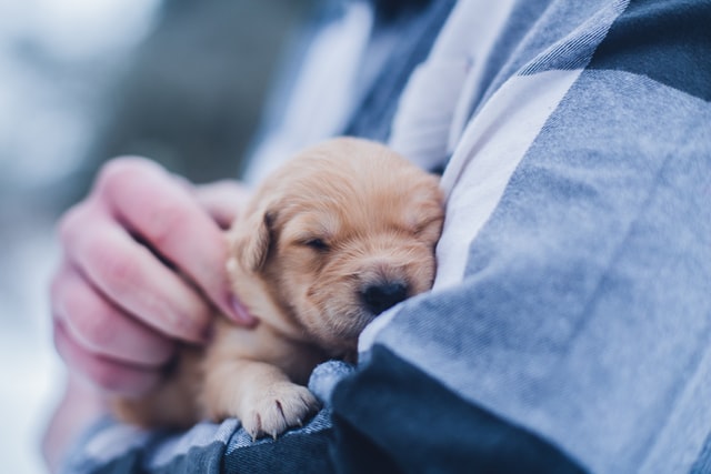 Primeros auxilios ¡Los pasos básicos que podrían salvar la vida de tu mascota!