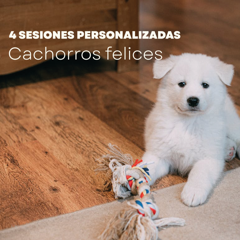 Plan personalizado Cachorros felices – 4 sesiones presencial