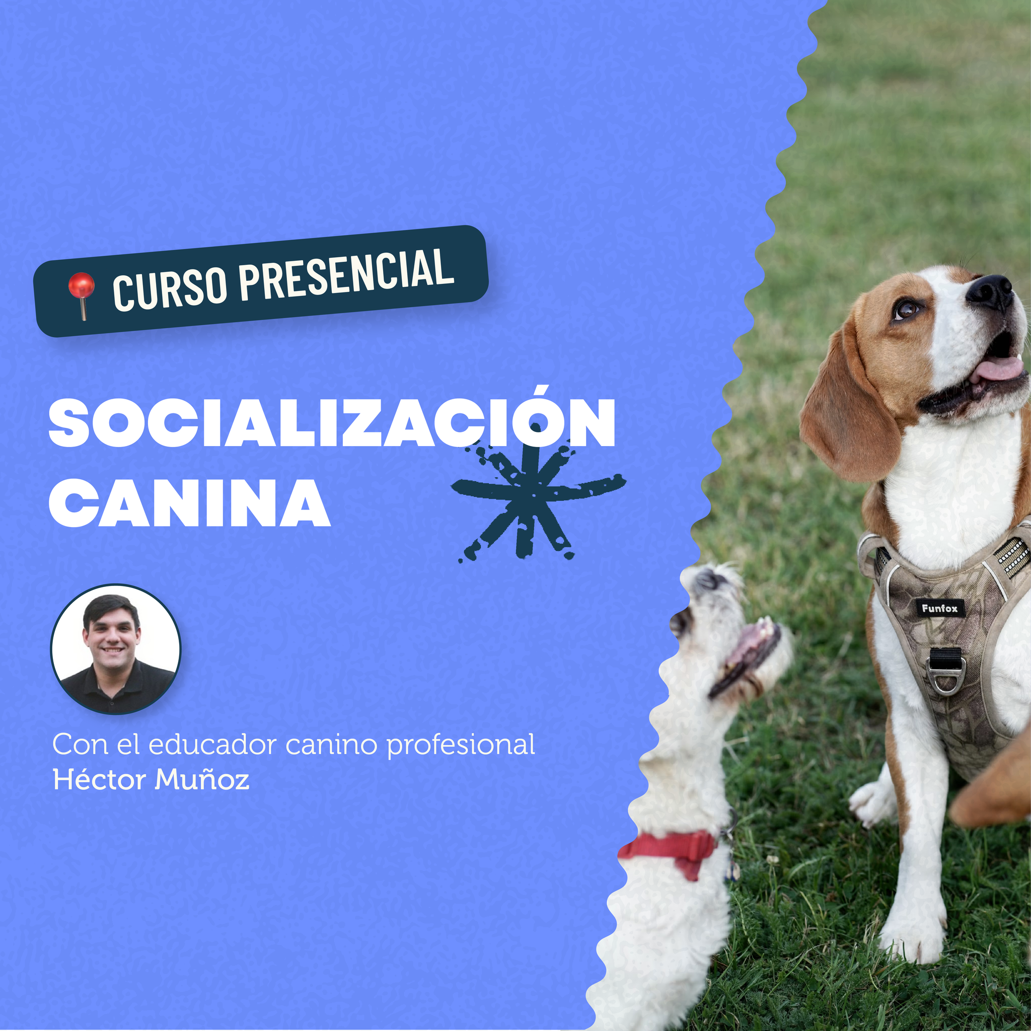 Curso Presencial: Socialización canina